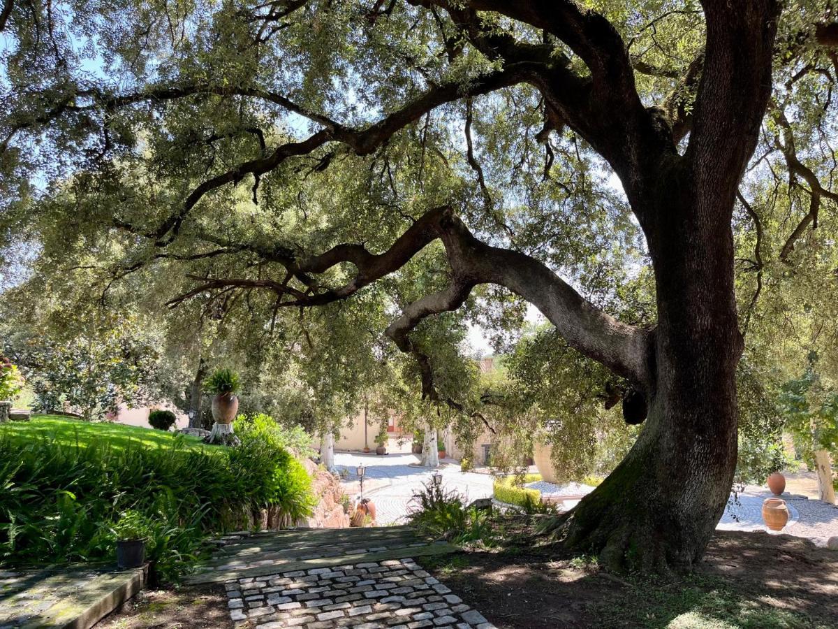 Masia Can Viver - Olive Oil Tourism B&B Bigues I Riells Exteriér fotografie